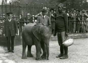 Young African Elephant Kiberenge with Trainer Darisha and Another Man, London Zoo, September 1923